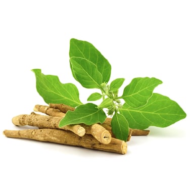 Ashwagandha reduces cortisol levels and combats fatigue. By lowering stress, it