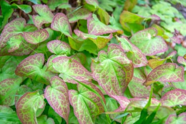 Horny Goat Weed works by naturally boosting nitric oxide levels in the body. 