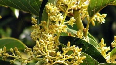 Muira Puama is traditionally known as the “potency wood.”